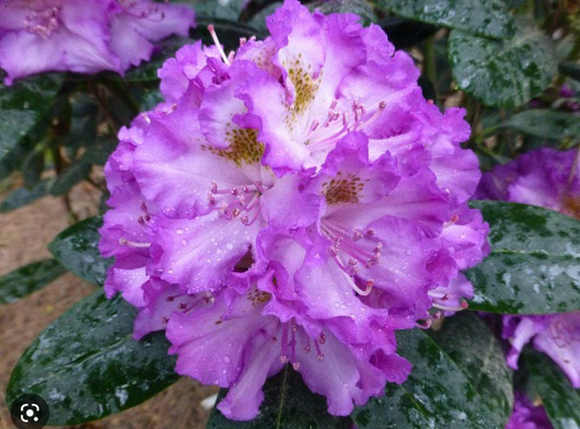 Rododendron czeski Strekov, Rhododendron Strekov
