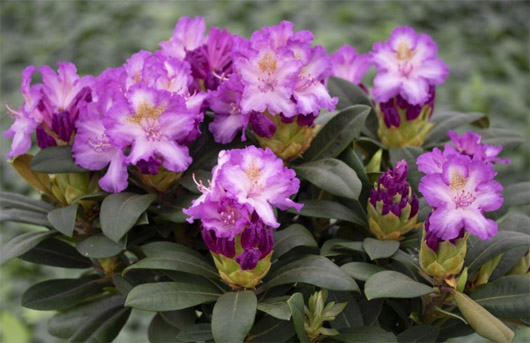 Rododendron czeski Strekov, Rhododendron Strekov