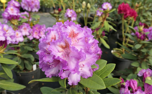 Rododendron czeski Strekov, Rhododendron Strekov