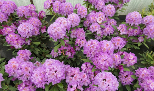 Rododendron czeski Strekov, Rhododendron Strekov