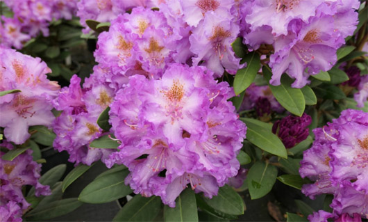Rododendron czeski Strekov, Rhododendron Strekov