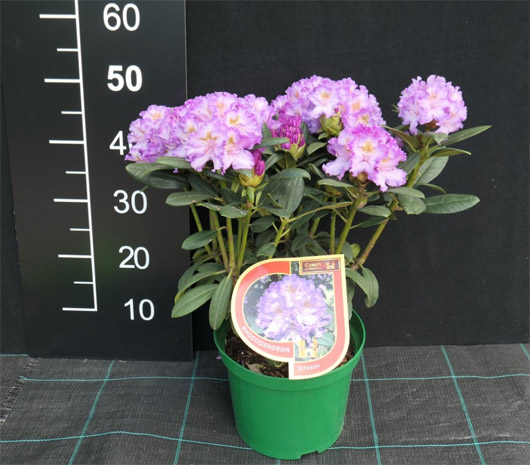 Rododendron czeski Strekov, Rhododendron Strekov
