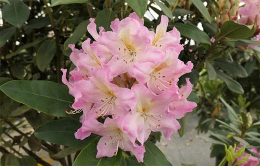 Rododendron czeski Svihov, Rhododendron Svihov