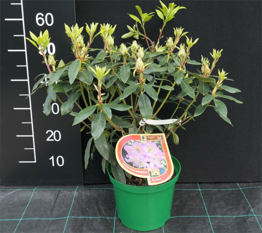 Rododendron czeski Svihov, Rhododendron Svihov