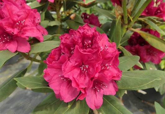 Rododendron czeski Vranov, Rhododendron Vranov