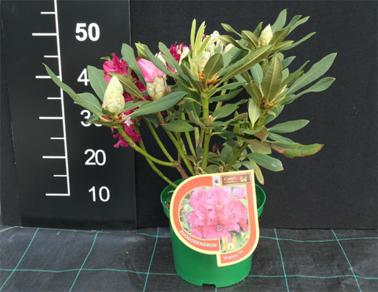 Rododendron czeski Vranov, Rhododendron Vranov