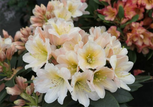 Rododendron czeski Zebin, Rhododendron Zebin