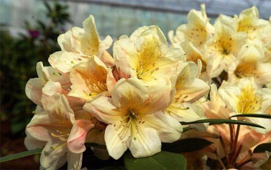 Rododendron czeski Zebin, Rhododendron Zebin