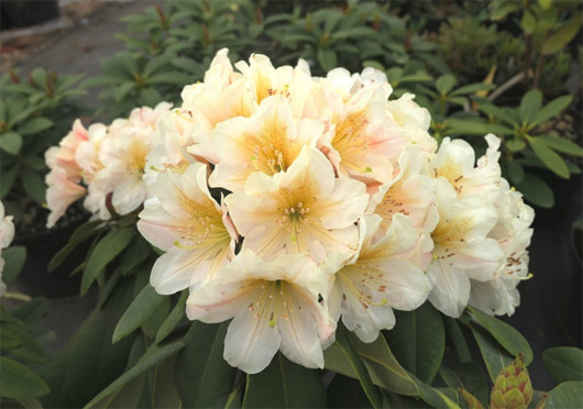 Rododendron czeski Zebin, Rhododendron Zebin