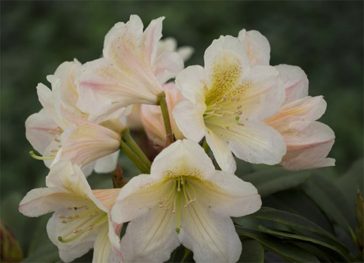 Rododendron czeski Zebin, Rhododendron Zebin