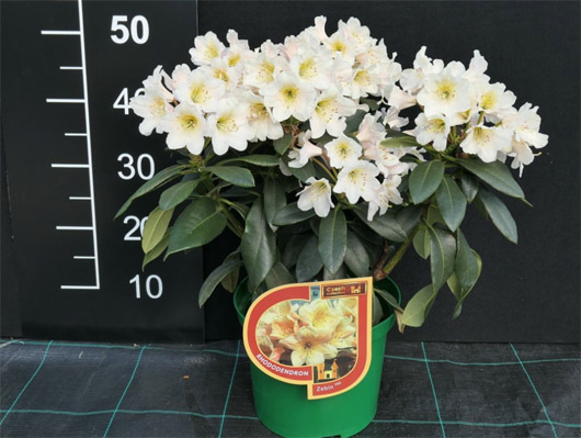 Rododendron czeski Zebin, Rhododendron Zebin