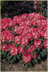 Rododendron jakuszimański Daniela - Rhododendron yakushimanum Daniela