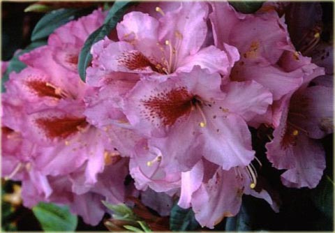 Rododendron wielkokwiatowy Diadem - Rhododendron Diadem