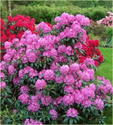 Rododendron wielkokwiatowy Diadem - Rhododendron Diadem