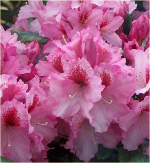 Rododendron wielkokwiatowy Diadem - Rhododendron Diadem