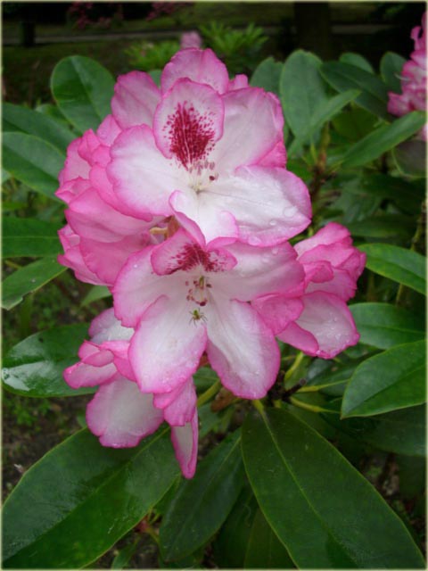 Rododendron wielkokwiatowy Diadem - Rhododendron Diadem