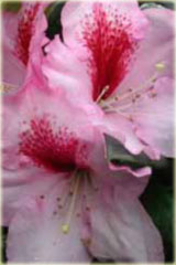 Rododendron wielkokwiatowy Diadem - Rhododendron Diadem