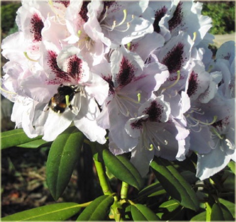 Rododendron wielkokwiatowy Dominik - Rhododendron Dominik