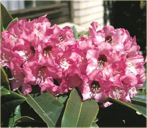Rododendron wielkokwiatowy Dominik - Rhododendron Dominik