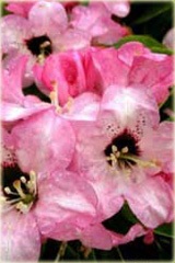 Rododendron wielkokwiatowy Dominik - Rhododendron Dominik