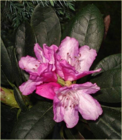 Rododendron wielkokwiatowy Dr.H.C.Dresselhuys - Rhododendron Dr.H.C.Dresselhuys