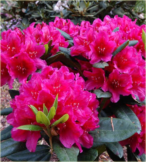 Rododendron wielkokwiatowy Dr.H.C.Dresselhuys - Rhododendron Dr.H.C.Dresselhuys