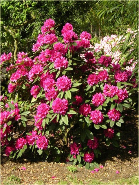 Rododendron wielkokwiatowy Dr.H.C.Dresselhuys - Rhododendron Dr.H.C.Dresselhuys