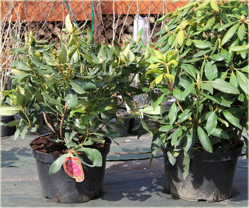 Rododendrony duże w doniczkach 15 litrowych