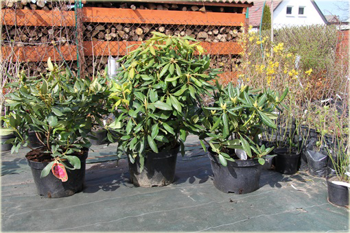 Rododendrony duże w doniczkach 15 litrowych