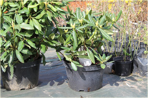 Rododendrony duże w doniczkach 15 litrowych