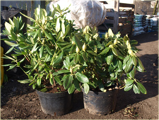 Rododendrony duże w doniczkach 15 litrowych