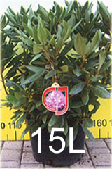 Rododendrony duże w doniczkach 15 litrowych