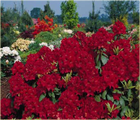 Rododendron wielkokwiatowy Erato - Rhododendron Erato