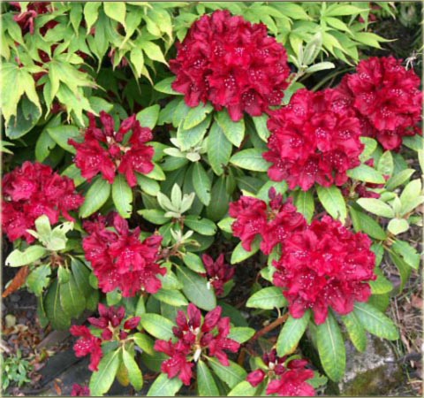 Rododendron wielkokwiatowy Erato - Rhododendron Erato