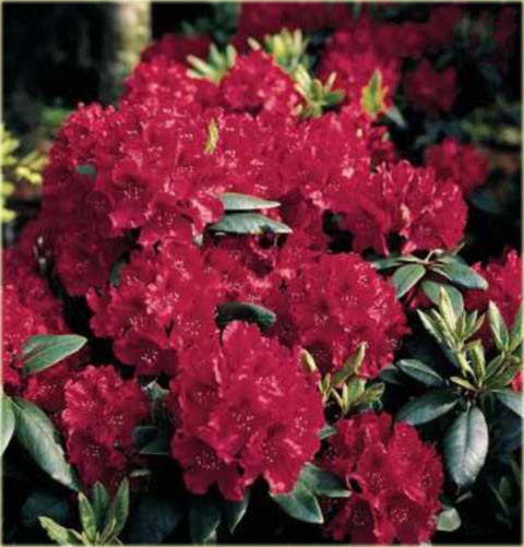 Rododendron wielkokwiatowy Erato - Rhododendron Erato