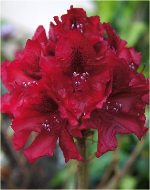 Rododendron wielkokwiatowy Erato - Rhododendron Erato