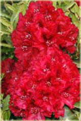 Rododendron wielkokwiatowy Erato - Rhododendron Erato