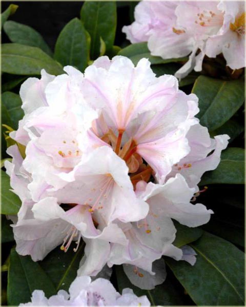 Rododendron wielkokwiatowy Eskimo - Rhododendron Eskimo