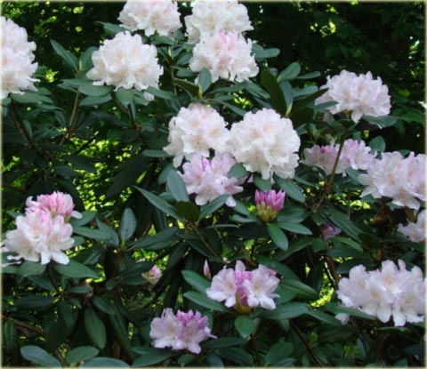 Rododendron wielkokwiatowy Eskimo - Rhododendron Eskimo