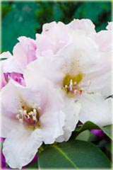 Rododendron wielkokwiatowy Eskimo - Rhododendron Eskimo