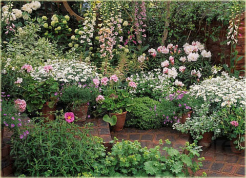 Rododendron jakuszimański Excelsior - Rhododendron yakushimanum Excelsior