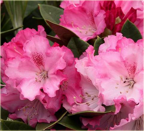 Rododendron jakuszimański Excelsior - Rhododendron yakushimanum Excelsior