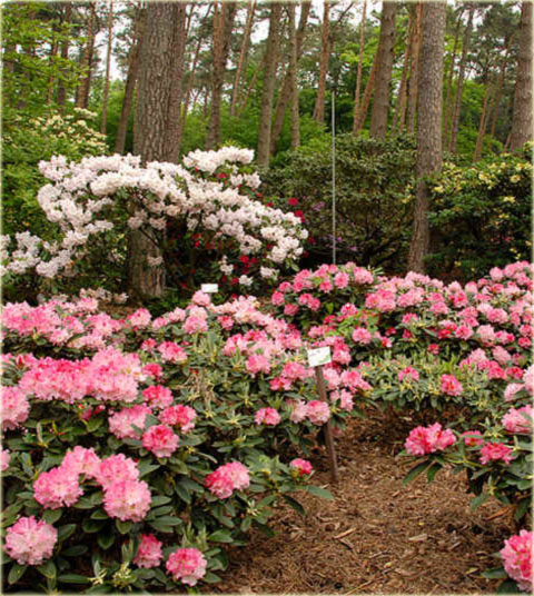 Rododendron jakuszimański Excelsior - Rhododendron yakushimanum Excelsior