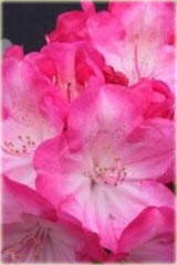 Rododendron jakuszimański Fantastica - Rhododendron yakushimanum Fantastica