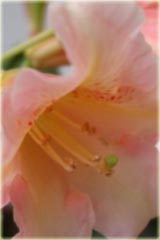 Rododendron wielkokwiatowy Flautando - Rhododendron Flautando