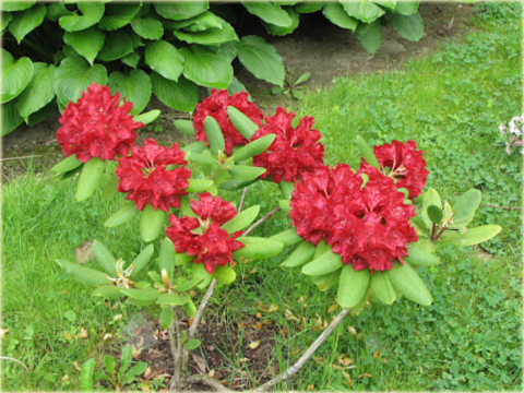 Rododendron wielkokwiatowy Francesca - Rhododendron Francesca
