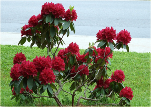 Rododendron wielkokwiatowy Francesca - Rhododendron Francesca