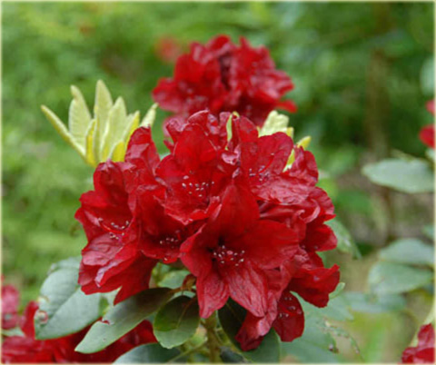 Rododendron wielkokwiatowy Francesca - Rhododendron Francesca