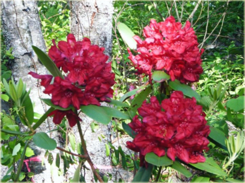 Rododendron wielkokwiatowy Francesca - Rhododendron Francesca