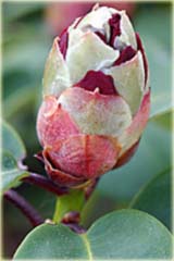 Rododendron williamsianum Gartendirektor Glocker Rhododendron williamsianum Gartendirektor Glocker